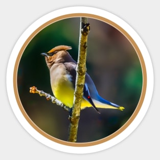 Cedar Waxwing Photograph Sticker